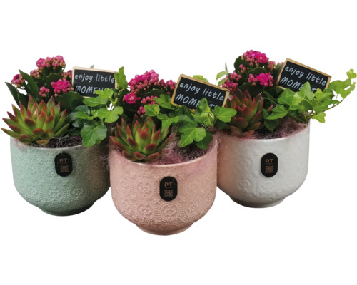 Drie decoratieve bloempotten met vetplanten en kleine bordjes met de tekst 'enjoy little moment'.