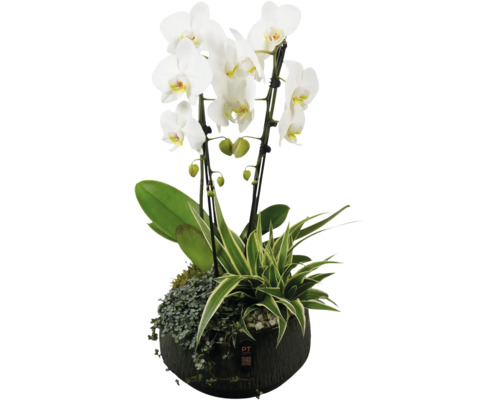 Orchidee in een pot met groene planten