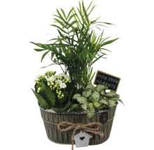 Plantenarrangement met kamerpalm, Kalanchoe en mozaïekplant in zinken pot met decoratie