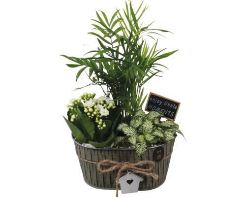 Plantenarrangement met kamerpalm, Kalanchoe en mozaïekplant in zinken pot met decoratie