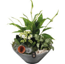 Beplante bak met groene planten en witte bloemen