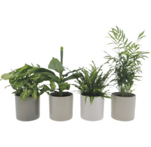 Vier kamerplanten in potten