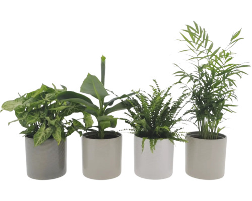 Vier kamerplanten in potten