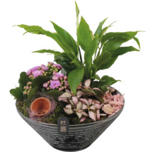 Plantenbak met Kalanchoë, Lepelplant en Fittonia