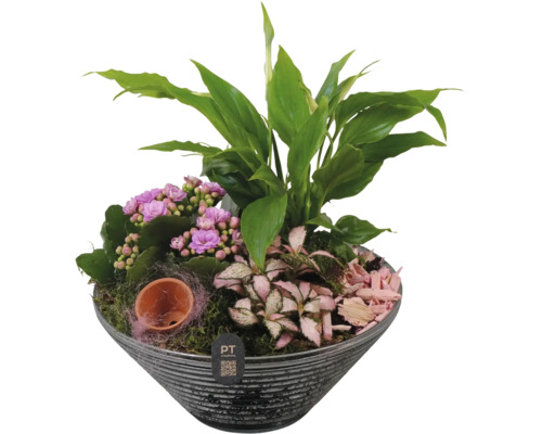 FLORASELF Arrangement in schaal glas roze Ø 19 cm H 29 cm Plantenbak met Kalanchoë, Lepelplant en Fittonia