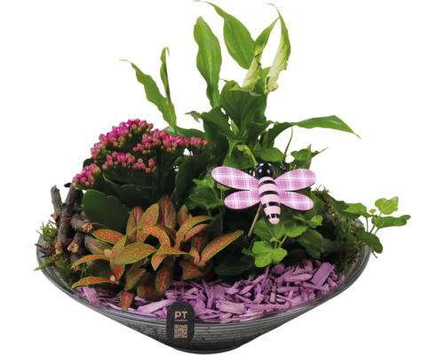 FLORASELF Arrangement in schaal glas roze Ø 26 cm H 25 cm Arrangement met kamerplanten, houtsnippers en decoratief figuur in een schaal