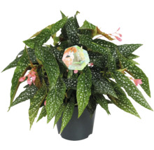 Begonia Maculata in pot met gestippelde bladeren en kleine bloemen