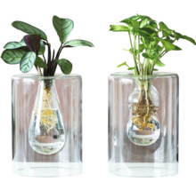 Twee kamerplanten in transparante glazen vazen