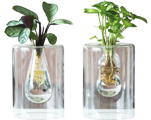 Twee kamerplanten in transparante glazen vazen