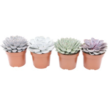 Vier vetplanten in potten