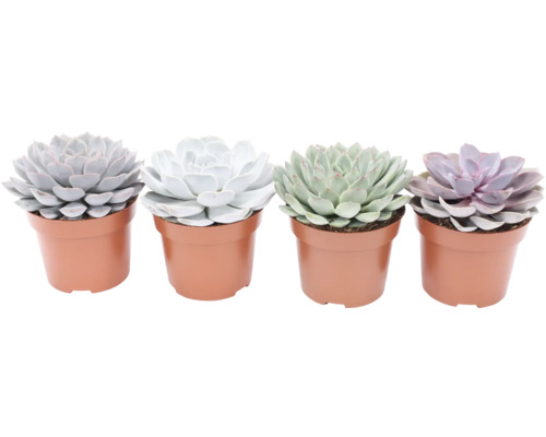 Vier vetplanten in potten