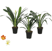 Drie kamerplanten in potten