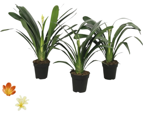 Drie kamerplanten in potten