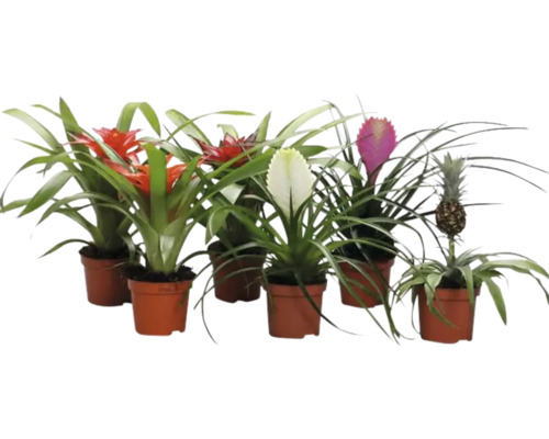 Verschillende bromelia's in potten met verschillende kleuren bloeiwijzen en een ananasplant