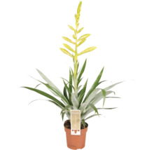 Bromelia kamerplant in pot met bloem