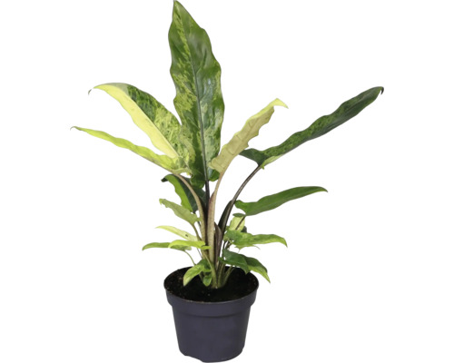 Pijlpuntplant in pot