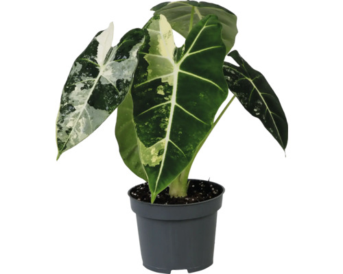 FLORASELF Olifantsoor Alocasia Frydek Variegata potmaat Ø 12 cm H 25 cm Alocasia kamerplant in pot
