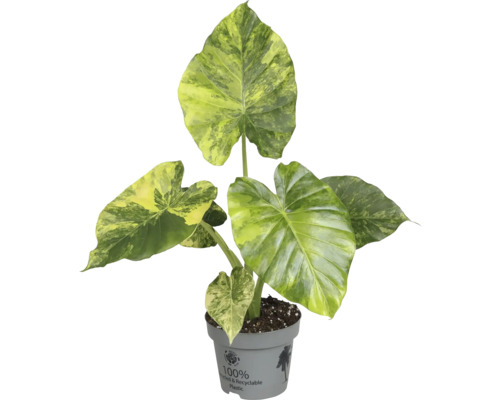 Alocasia kamerplant in pot van gerecycled kunststof