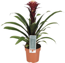 Bromelia kamerplant in pot met rode bloem