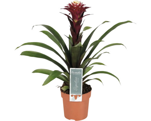 FLORASELF Guzmania Fransesca potmaat Ø 12 cm H 45-50 cm Bromelia kamerplant in pot met rode bloem