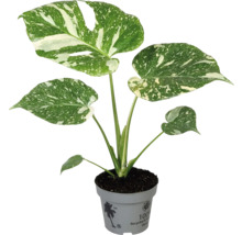 Monstera kamerplant in pot