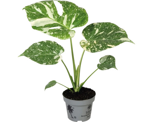 Monstera kamerplant in pot