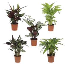 Vijf Calathea planten in potten