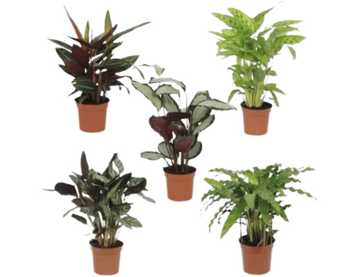Vijf Calathea planten in potten