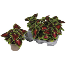 Siernetelplanten in potten en een houder