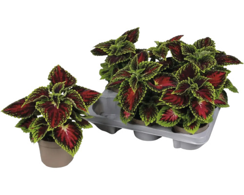 Siernetelplanten in potten en een houder