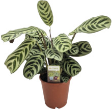 Ctenanthe plant in pot