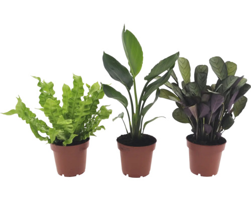 Drie kamerplanten in potten