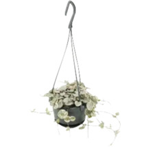 Hangplant met hartvormige bladeren in een pot met ophangsysteem