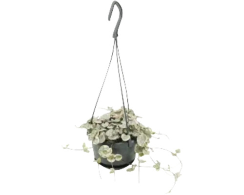 Hangplant met hartvormige bladeren in een pot met ophangsysteem