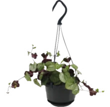 Hangplant in pot met hanger