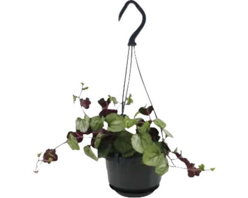 Hangplant in pot met hanger