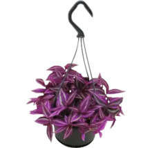 Hangplant met paarse bladeren in een pot met ophangsysteem