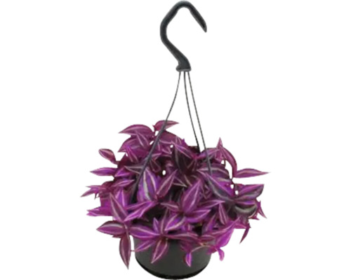 Hangplant met paarse bladeren in een pot met ophangsysteem