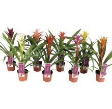 Meerdere bromelia's in potten met bloemkolven in verschillende kleuren