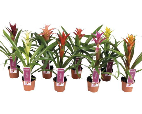 Meerdere bromelia's in potten met bloemkolven in verschillende kleuren
