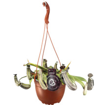 Hangende bekerplant in een pot met ophangsysteem