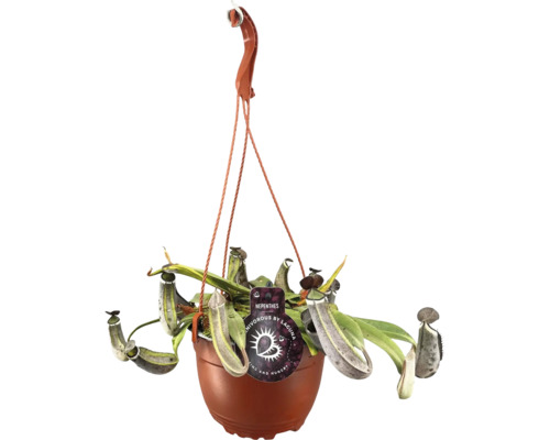 Hangende bekerplant in een pot met ophangsysteem