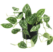 Scindapsus pictus in een pot