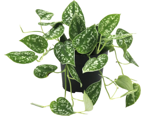 Scindapsus pictus in een pot