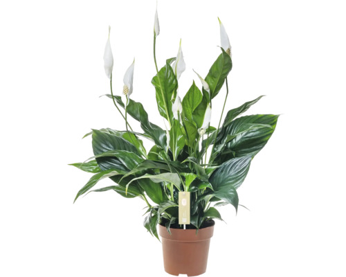 FLORASELF Lepelplant Spathiphyllum Sweet Curiosa potmaat Ø 13 cm H 55 cm Lepelplant in pot