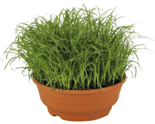 FLORASELF Petsnack Cyperus in schaal Ø 16 cm H 23 cm Gras in bloempot