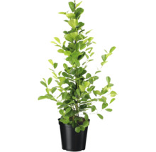 Gelukskastanje in pot