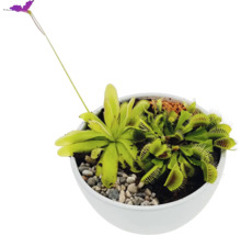 Vleesetende planten in een pot