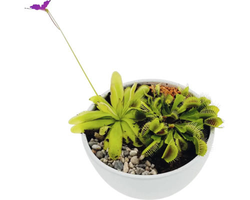 Vleesetende planten in een pot