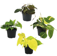 Vier kamerplanten van het geslacht Philodendron in potten